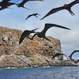 Galapagos - Naar Plazas - Frigatebirds